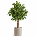Kunstpflanze Ficusbaum 150 cm Kunststoff Grün für Innenräume mit Topf
